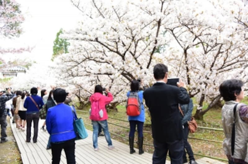 御室桜は、一般的な桜より背が低く、近くで花が見られる