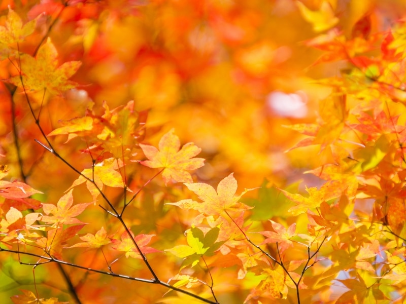 赤、橙、黄の色相の違いを認識する能力に優れた「四色型色覚」に関する研究が始まっています。