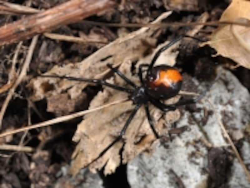 外来種で毒を持っているセアカゴケグモ