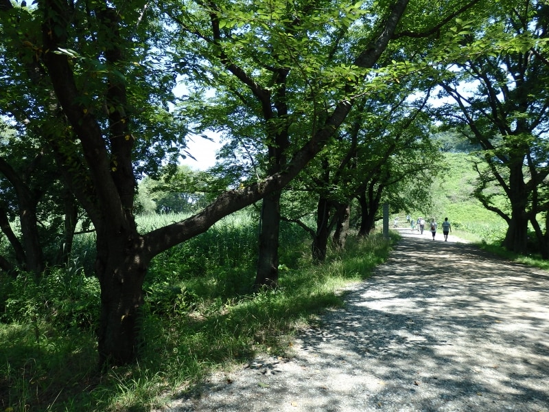 丸墓山古墳の下に残る水攻めのための石田堤