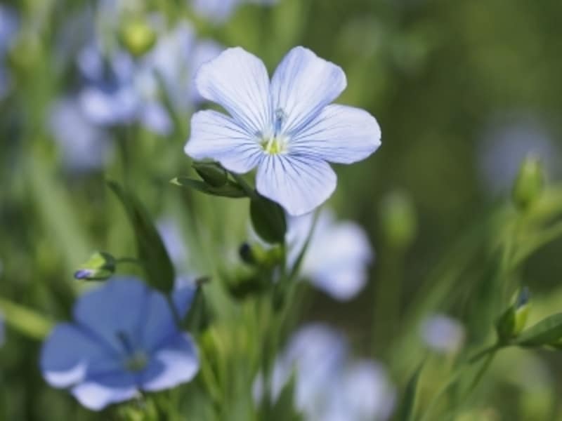亜麻の花の種から油がとれます