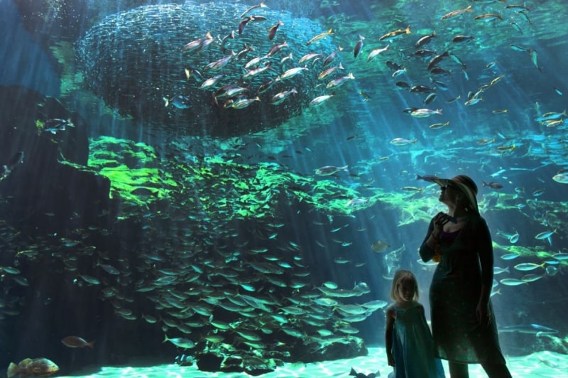 写真は公式サイトより