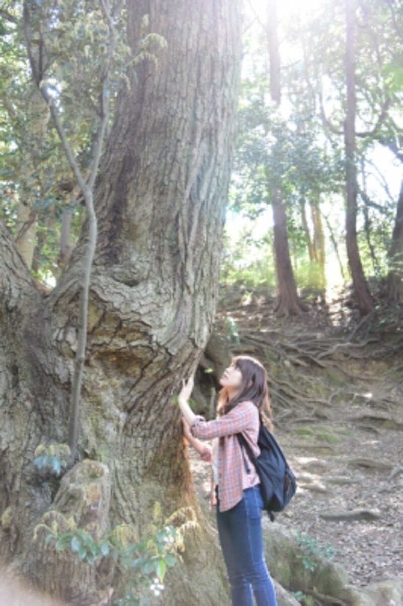 大きな木からパワーをもらいます。神々しい雰囲気ですね