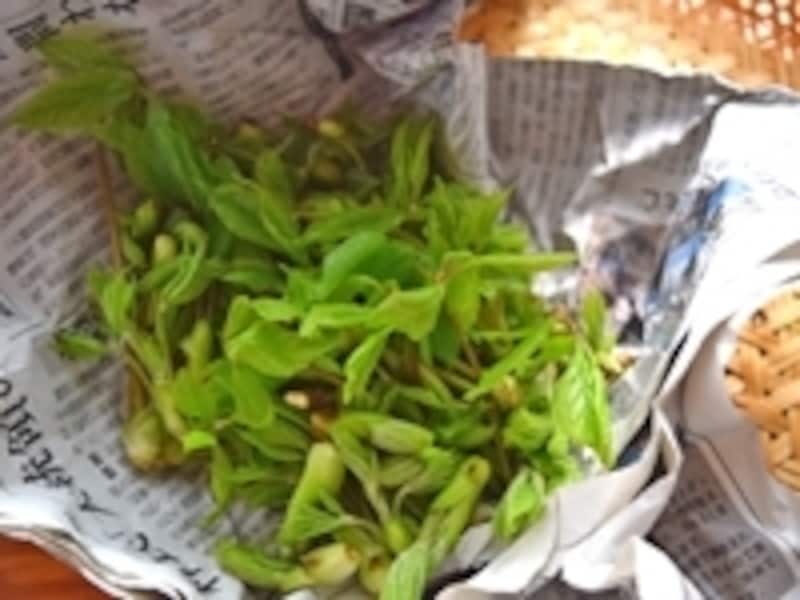 こしあぶら(濾油/コシアブラ)の保存方法の画像