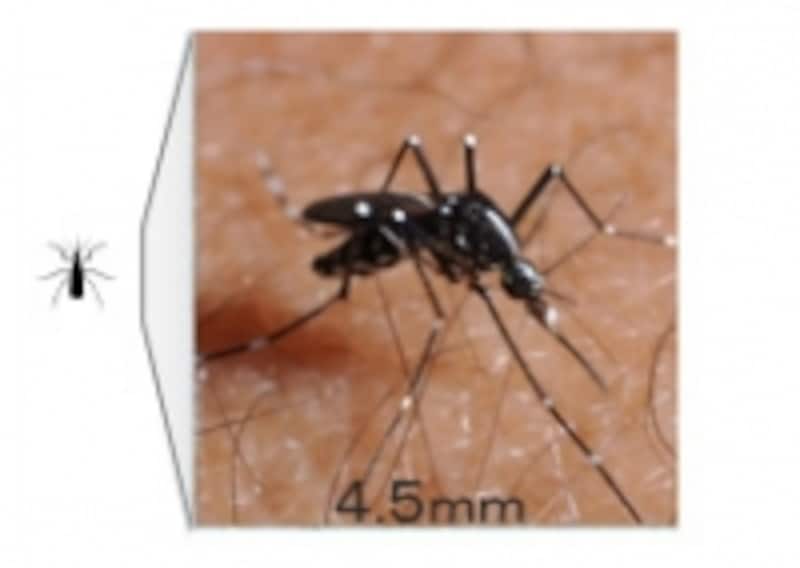 刺されるとかゆみや腫れがおこるヤブ蚊