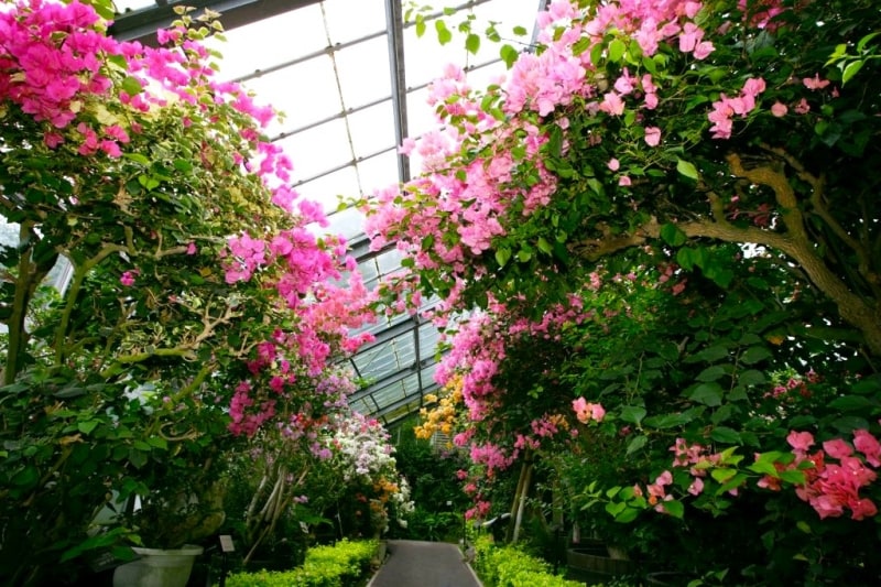 ブーゲンビレア館