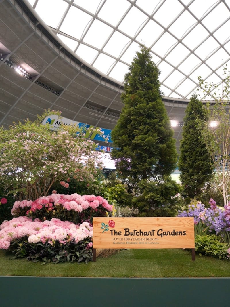 ウェルカムガーデンの大きなコニファー