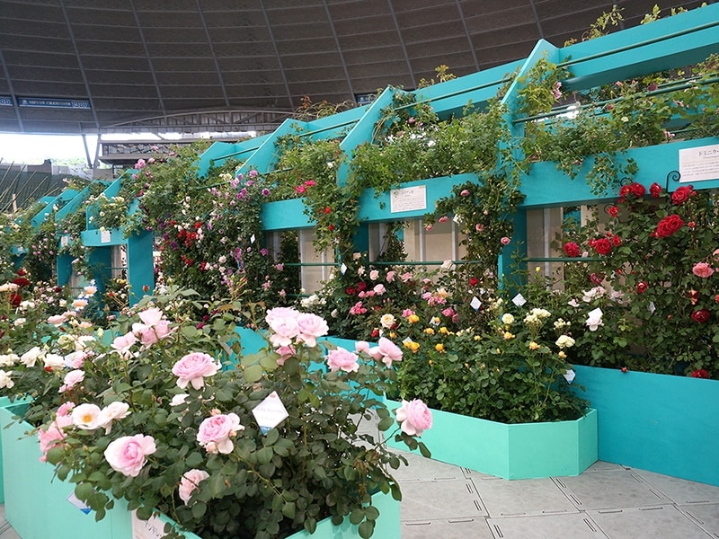 バラのタイムトンネル外側