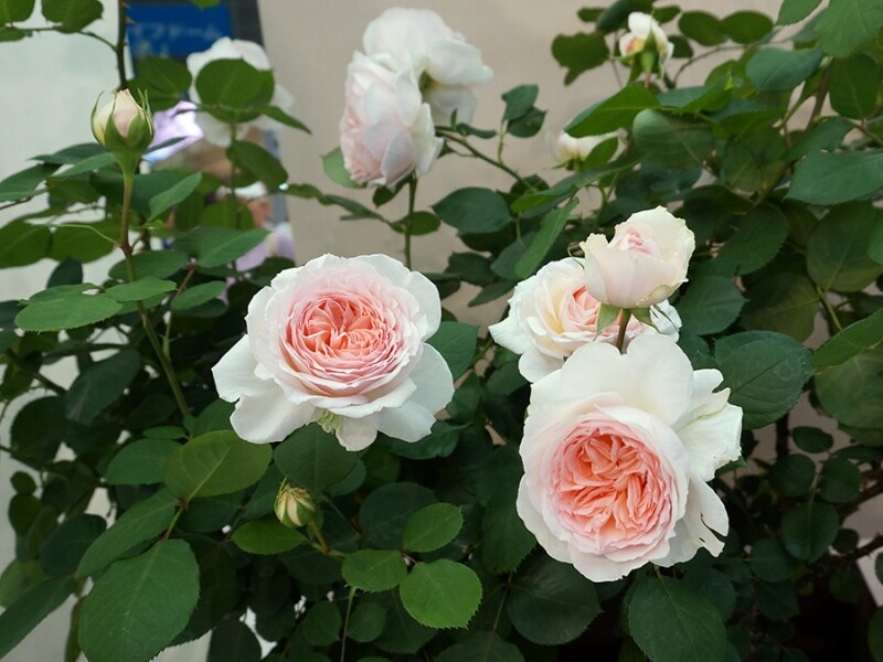 メルヘンツァウバー（ドイツ コルデス）