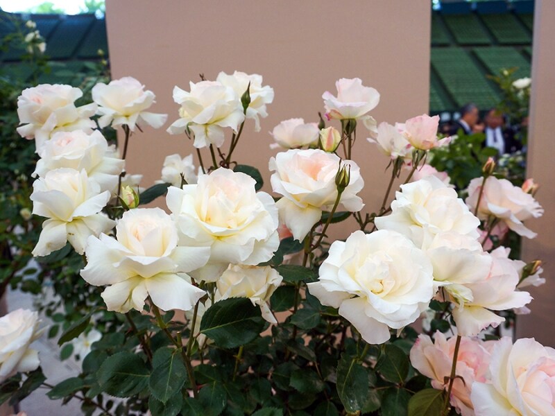 バラ・ニンファ（バラの家ロサ オリエンティス）