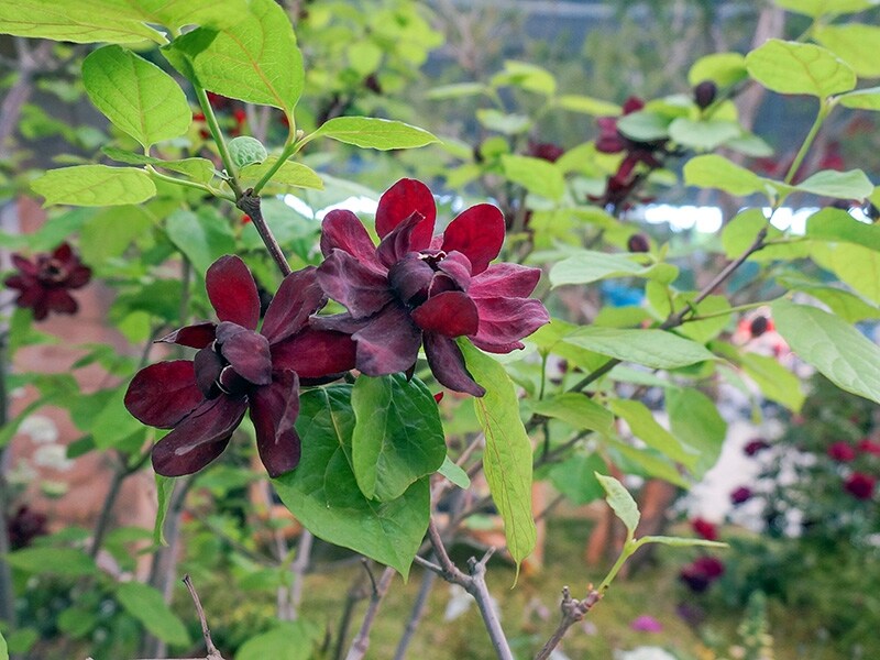 カリカンサス‘ハートレッジ ワイン'