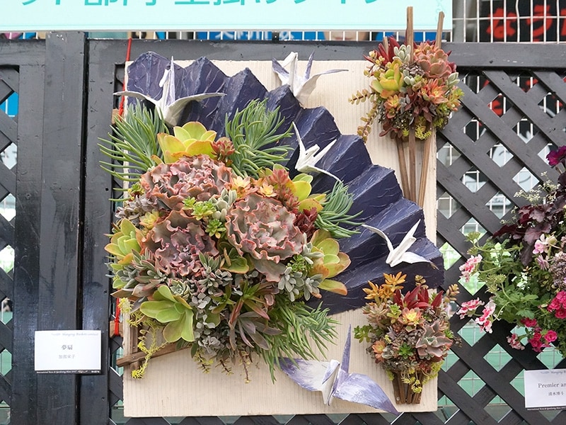 多肉植物のハンギング