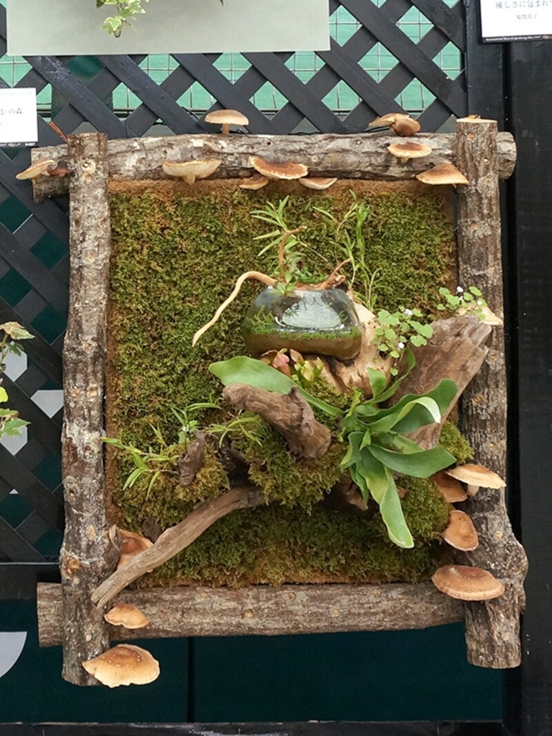 フレームは椎茸の原木?!