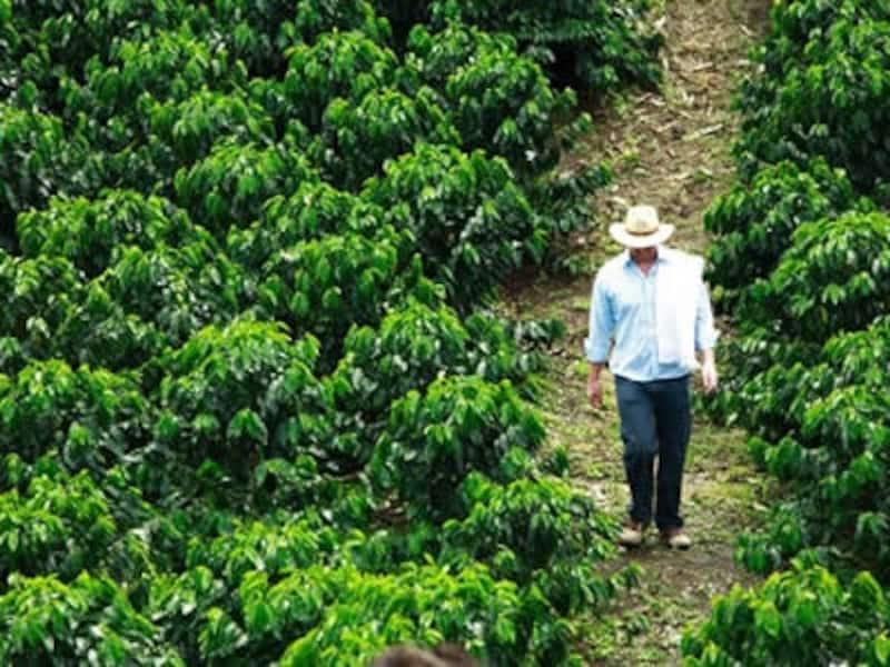 コーヒー農場を見学するツアーもある (C) Colombia's Tourism Official Portal