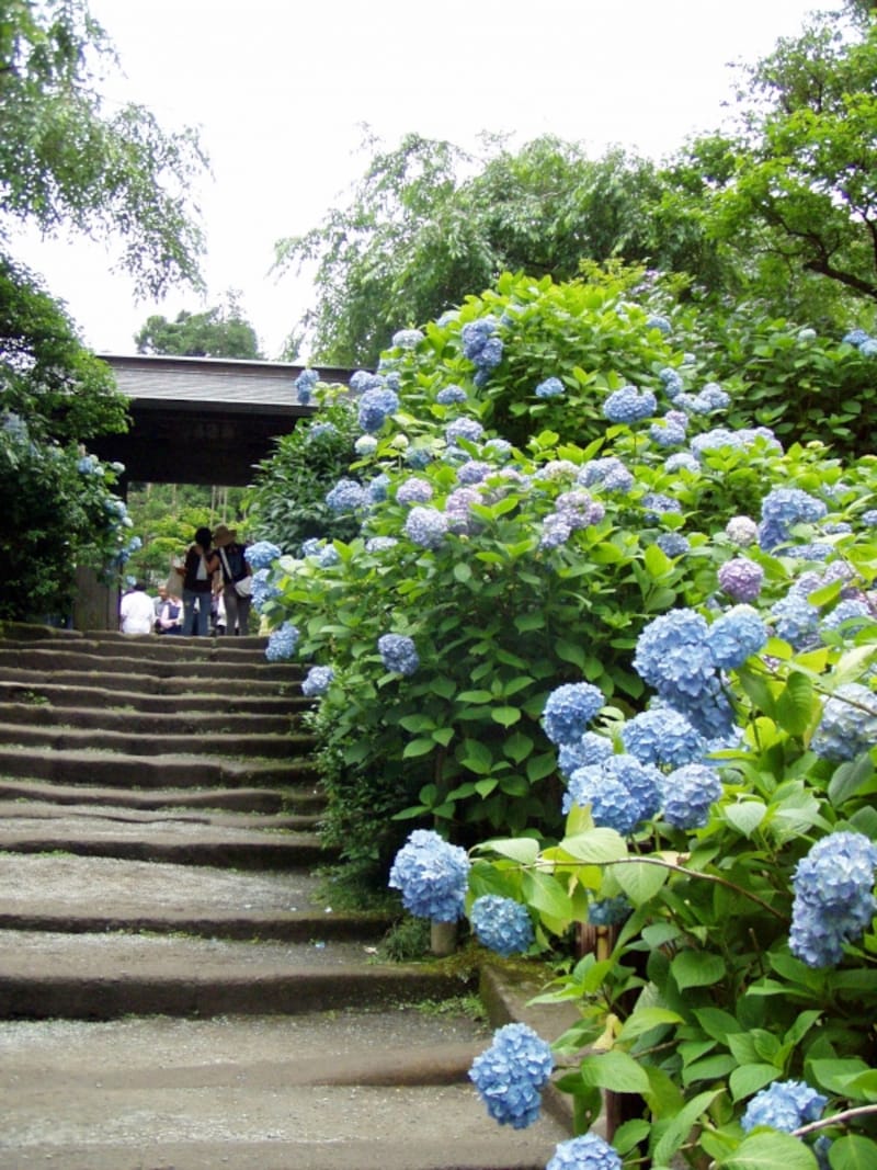 アジサイ咲く明月院の石段