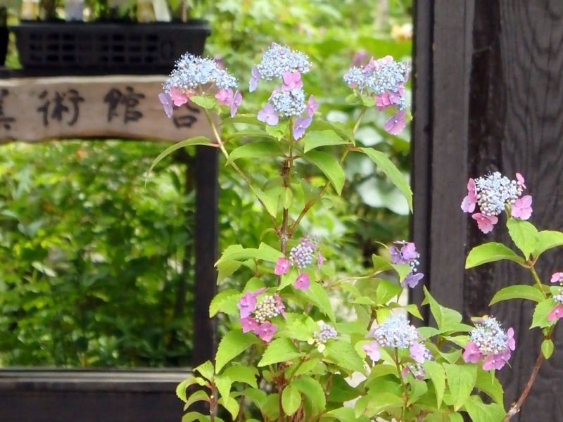 北鎌倉古民家ミュージアムのヤマアジサイ