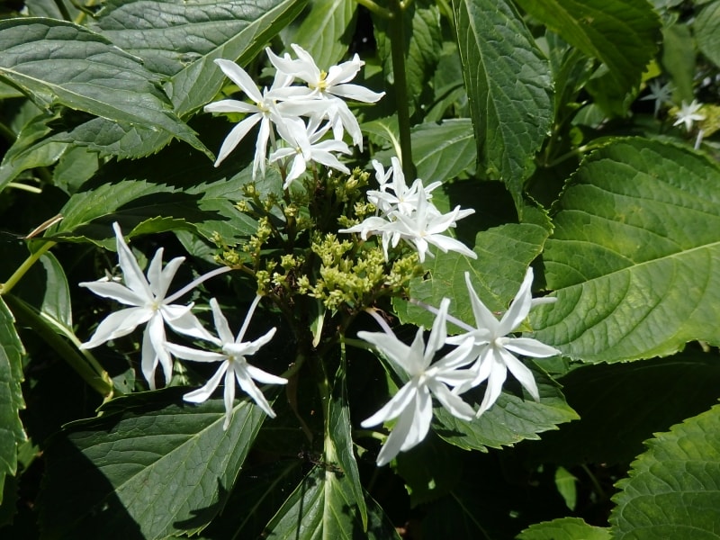 御霊神社境内に咲くハチジョウチドリ