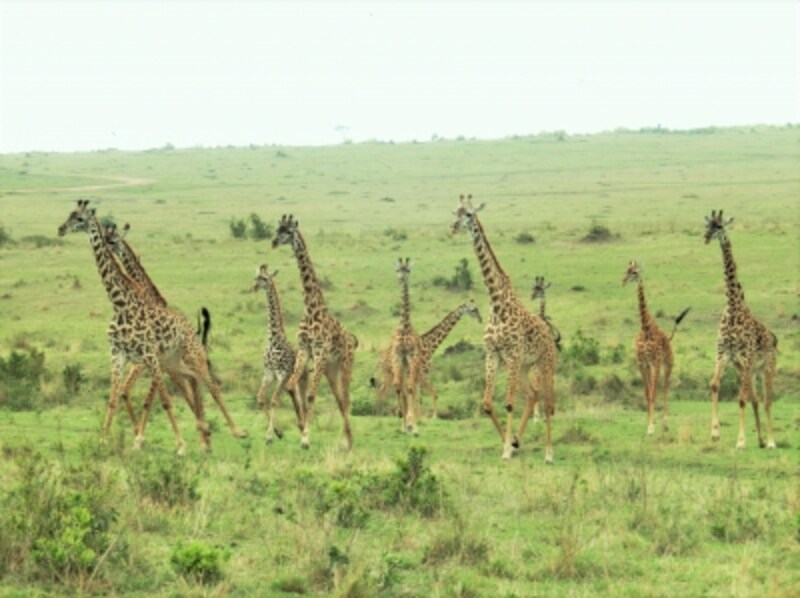 あマサイマラの大平原を駆け抜けるキリンの群れ。サファリカーに乗って動物たちのパラダイスへ！
