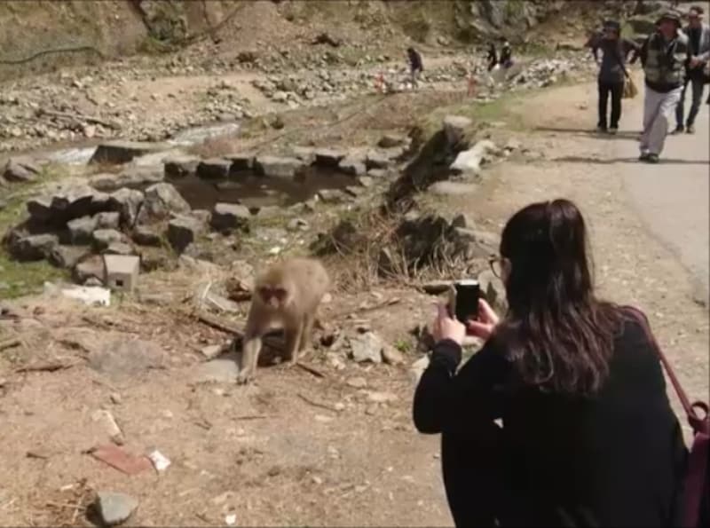 地獄谷野猿公苑(3)