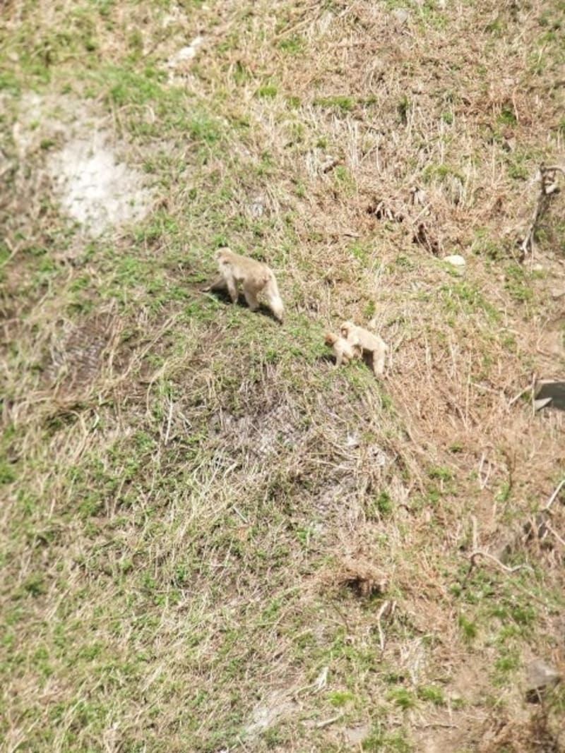 地獄谷野猿公苑(4)