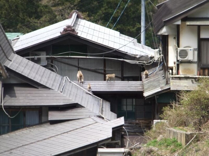 地獄谷野猿公苑(5)