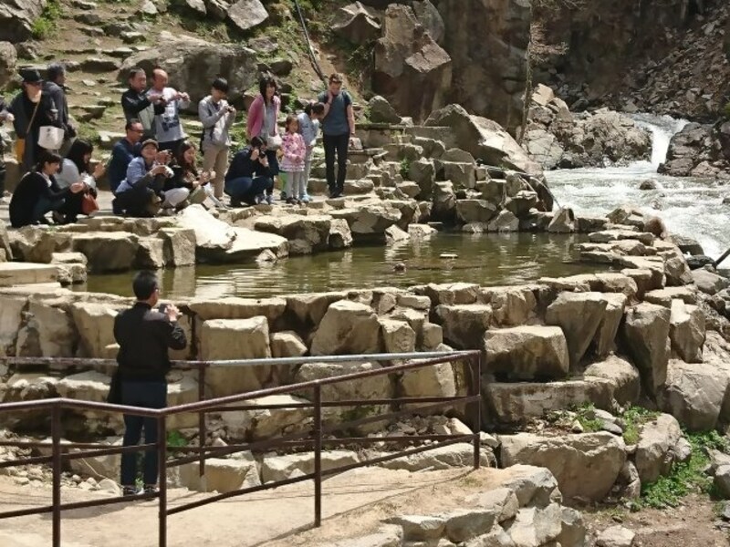 地獄谷野猿公苑(7)