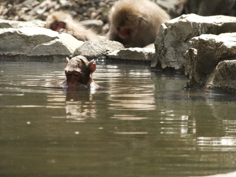 地獄谷野猿公苑(8)