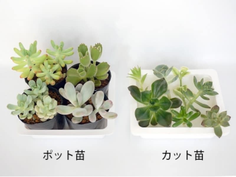 多肉植物の寄せ植えのおしゃれな作り方 材料や管理方法も解説 ガーデニング 園芸 all about
