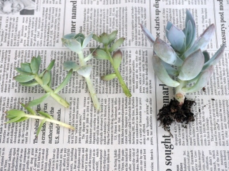 多肉植物の寄せ植えのおしゃれな作り方 材料や管理方法も解説 ガーデニング 園芸 all about