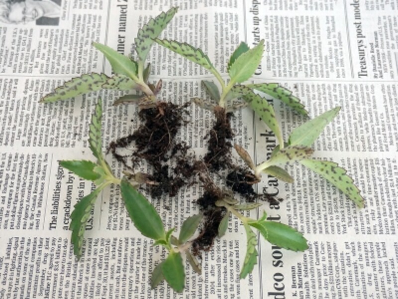 多肉植物の寄せ植えのおしゃれな作り方 材料や管理方法も解説 ガーデニング 園芸 all about