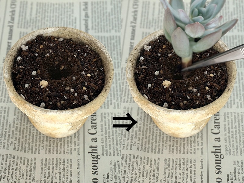 多肉植物の植え込み