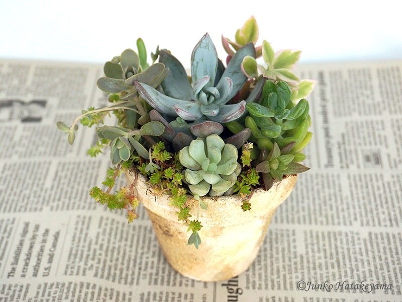 多肉の寄せ植え完成