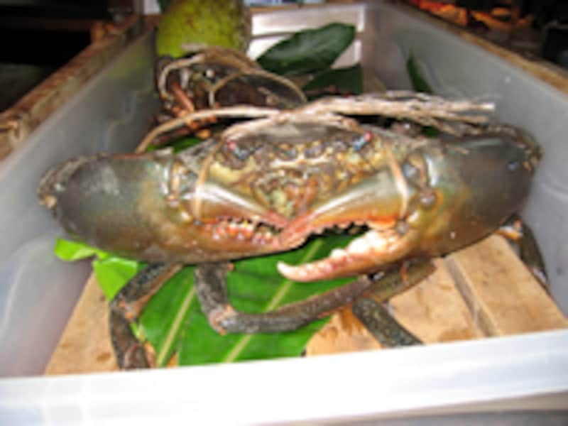 マングローブガニ