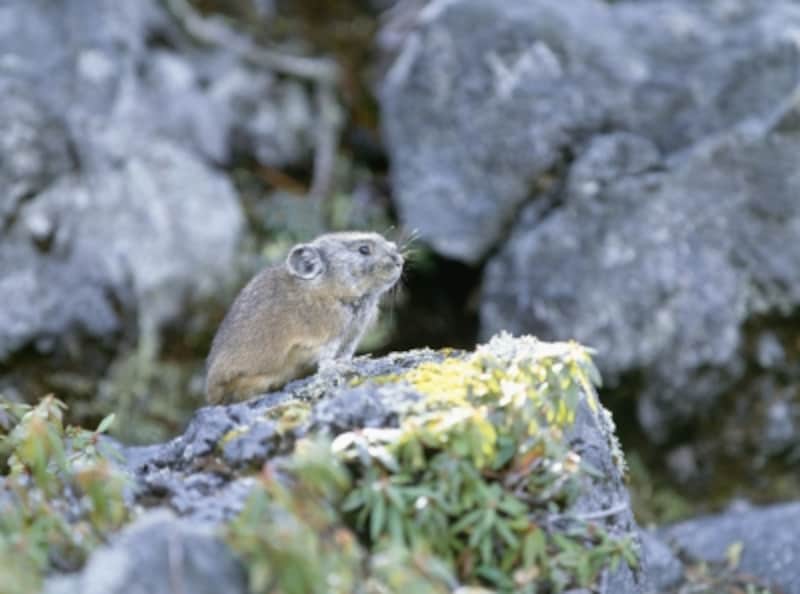岩場に住む、ナキウサギ