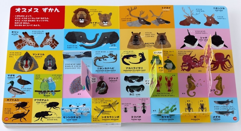 『いきもの』しかけまど