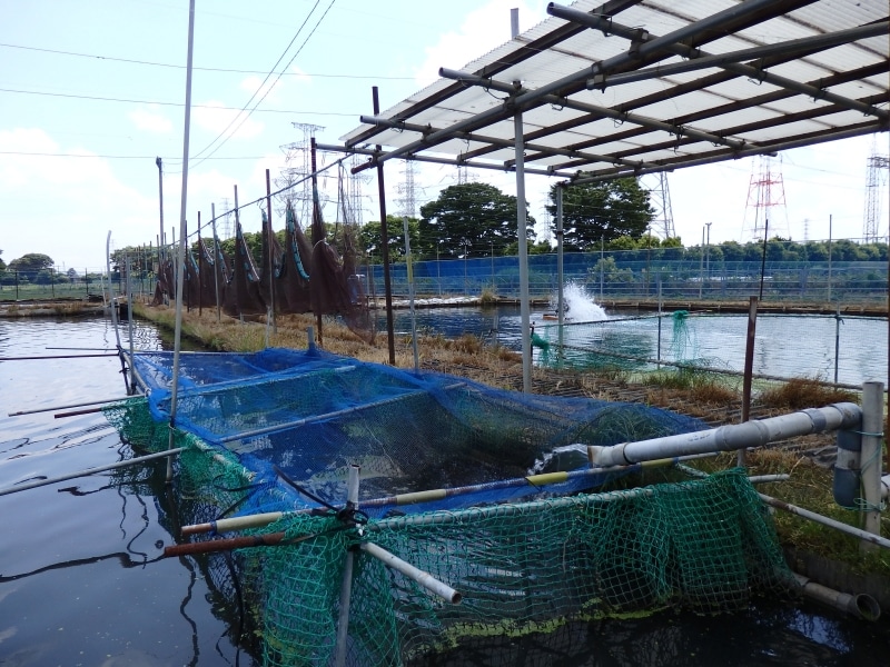 大場川の東岸に設けられたなまずの養殖池