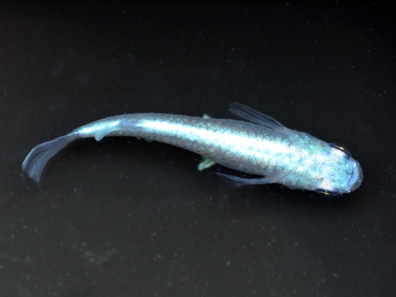メダカは種類がたくさん！写真で見る人気の改良メダカ [熱帯魚