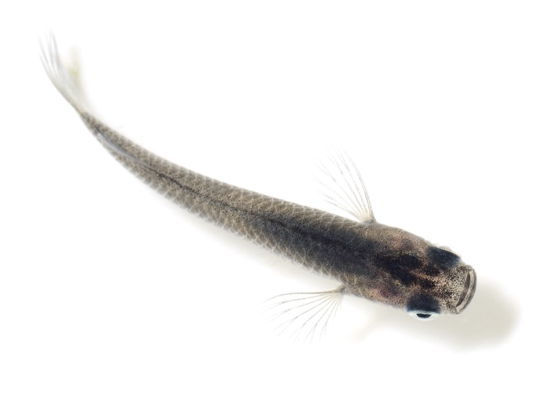 ブラックメダカ