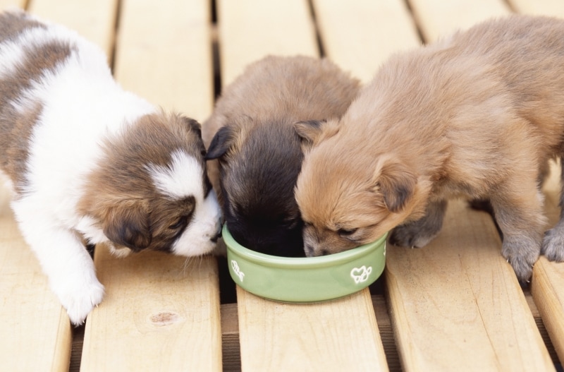病気にさせない為に散歩は食前に！