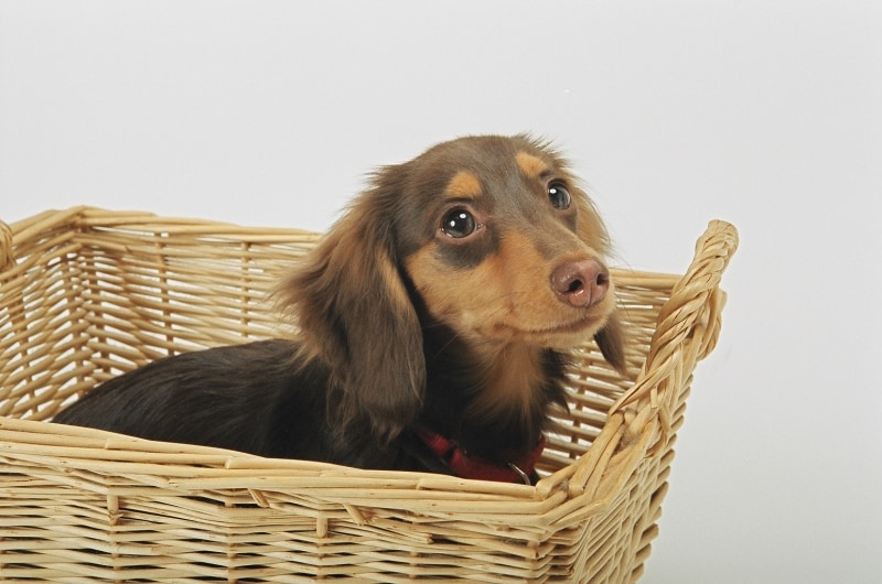 子犬の散歩デビューで守らなくてはいけないこと