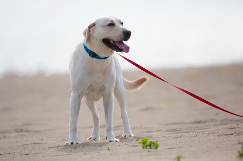 愛犬の散歩……時間や回数・病気をまねかない正しい仕方