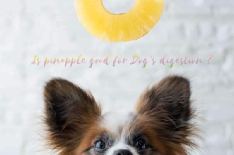 犬にパイナップルを与える健康へのメリットと注意点 犬 All About