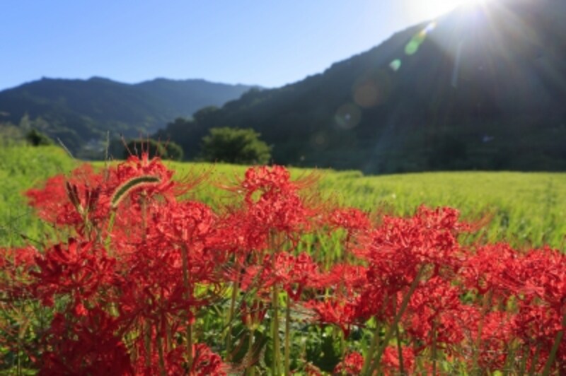 秋彼岸のころに咲く彼岸花