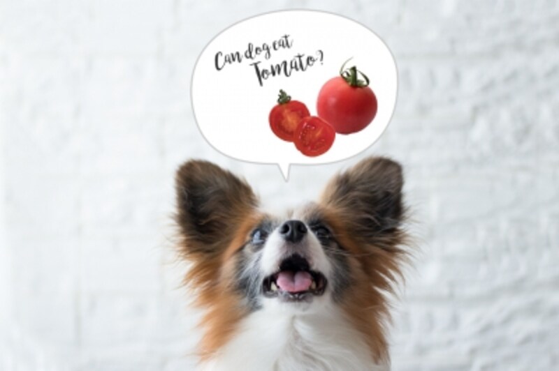 犬にトマトやケチャップを食べさせる健康へのメリットと注意点 犬 All About