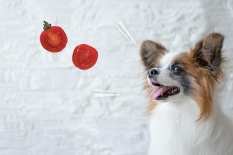 犬にトマトやケチャップを食べさせる健康へのメリットと注意点 犬 All About