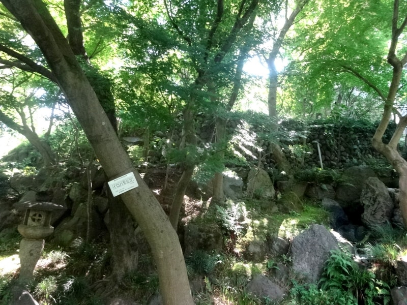 紅葉の時期になると真っ赤に色づく