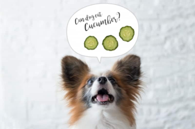 犬undefinedきゅうりundefined食べて良いundefined量undefined病気undefined薬undefined食べ合わせ