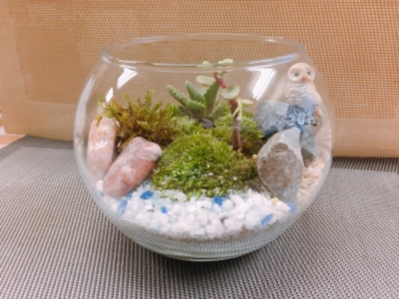人気のテラリウム
