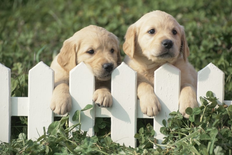 サークルの高さが低いと飛び越えちゃうよ
