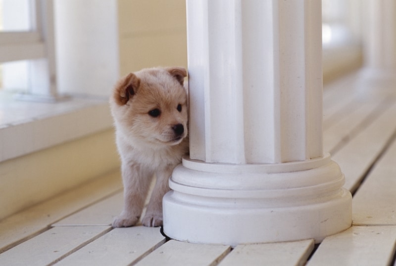 テリトリーを守るのがボクの役目!